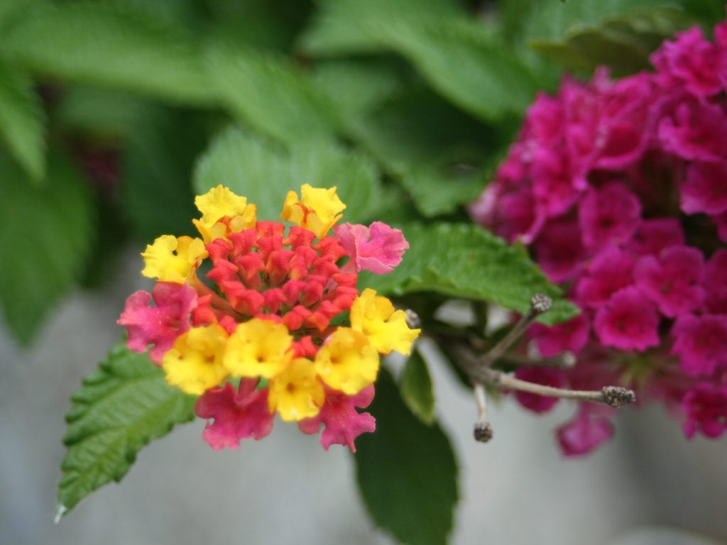Lantana, dai fiori multicolore, elegante e allegra